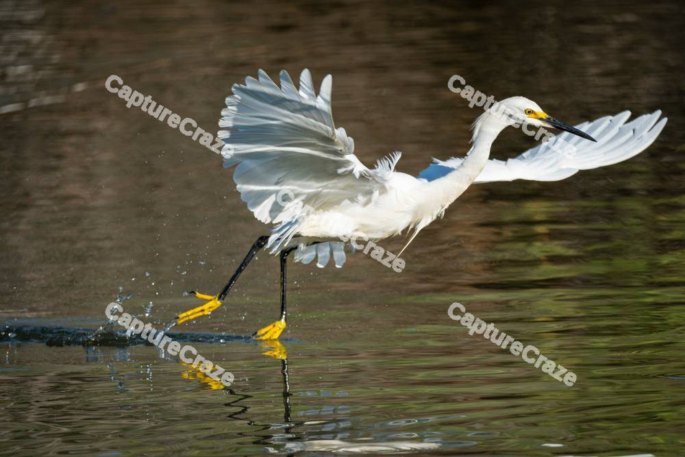 Little Egret Bird
